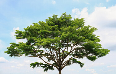 a large single tree with lush foliage stands out on a clear sky day.