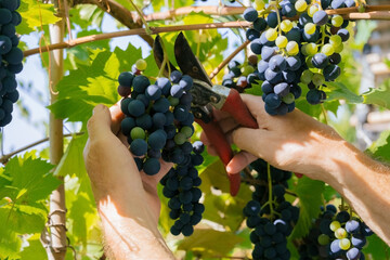 close up of male  hands with pruning shears cutting a bunch of red grapes, winemaking and...
