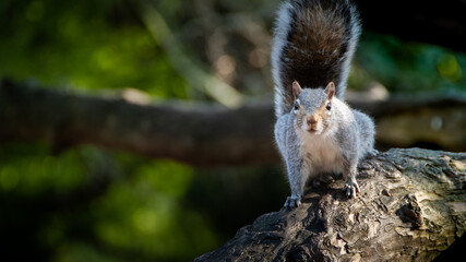 squirrel on a tree