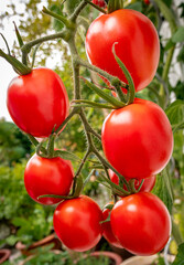 Reife rote Tomaten