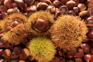 Castañas, sabrosos frutos otoñales