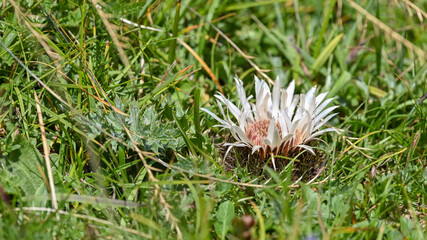 Fiore di cardo fiorito nel prato in alta montagna in agosto
