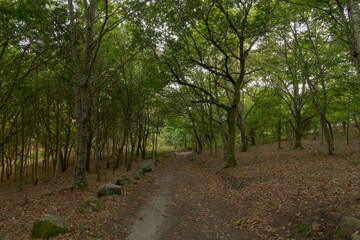 Atlantic Forest of northwestern Spain in autumn