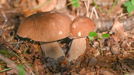 Funghi nel bosco in autunno, ripresi in primo piano, in settembre