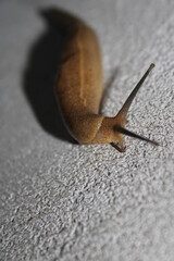 close up of a snail