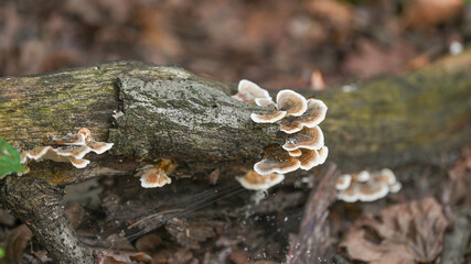 Funghi nel bosco in autunno, ripresi in primo piano, in settembre