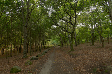 Fototapeta premium Atlantic Forest of northwestern Spain in autumn