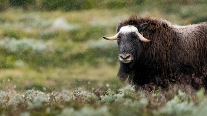 musk ox in rain  © CecilieBerganStuedal