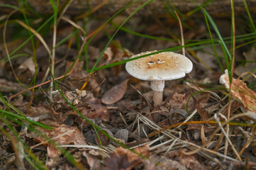 Funghi nel bosco in autunno, ripresi in primo piano, in settembre