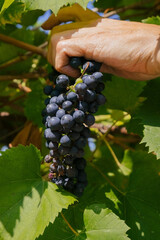 close up of male  hands with pruning shears cutting a bunch of red grapes, winemaking and harvesting concept