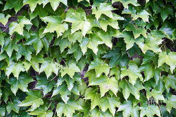 A wall covered with ivy