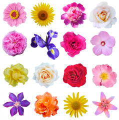 Macro photo of flowers set: rose, 
sunflower, orchid, peony, zinnia, cirsium, bristly rose, common mallow, iris, lily  on a white isolated background