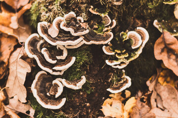 Pilz Schmetterlings-Tramete wächst auf Rotbuchenstamm