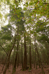 Atlantic Forest of northwestern Spain in autumn