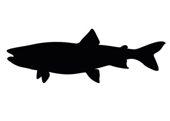 Big salmon fish. Vector image.