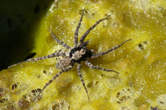 Wolf Spider (Wadicosa fidelis), male
