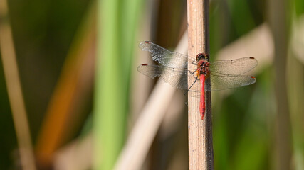 Libellula rossa posata sullo stelo d'erba, nel prato, in estate