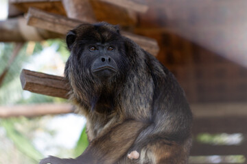 Howler monkey thinking