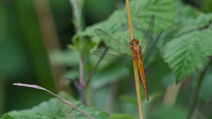 Libellula gialla posata sullo stelo d'erba, vicino al fiume, in estate