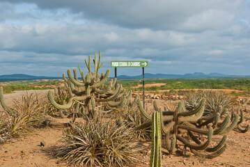 Cacto xique-xique na vegetação de caatinga e Placa de sinalização do Parque Estadual de Canudos...