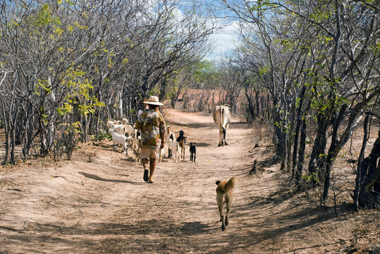 Trabalho do sertanejo tocando cria&ccedil;&atilde;o de cabras.