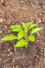 Pepper seedlings grow in the garden in summer