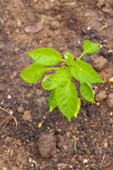 Pepper seedlings grow in the garden in summer