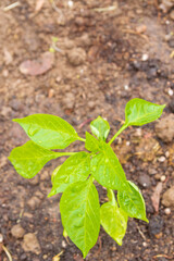 Pepper seedlings grow in the garden in summer