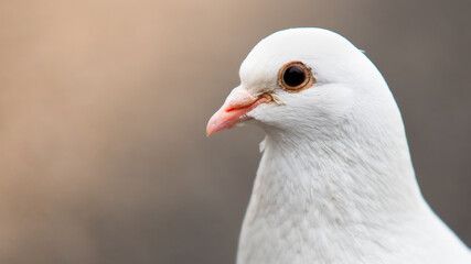 white dove 