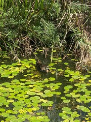 Swimming duck pictures