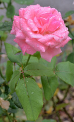 pink rose