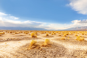 devils corn field, scenic desert plants  in the death valley desert in sunset light