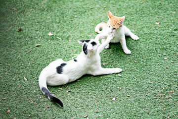 Nice cat in the garden