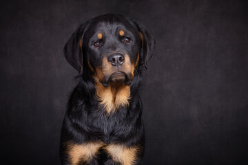 Rottweiler