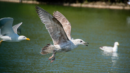 seagull in flight