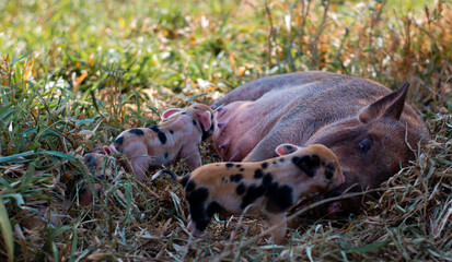 baby piglets with their mother