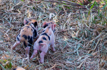 newborn piglets in the wild