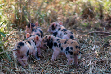 pretty newborn piglets