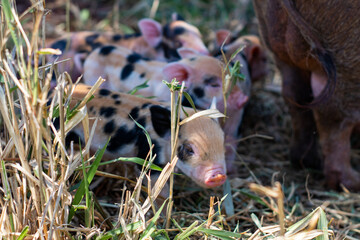 adorable piglets