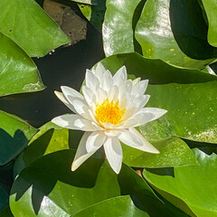 This is a picture of a lotus flower in a park lake.