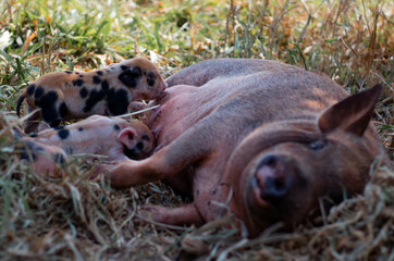 adorable newborn piglets breastfeeding