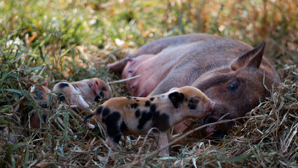 newborn pig kissing mom