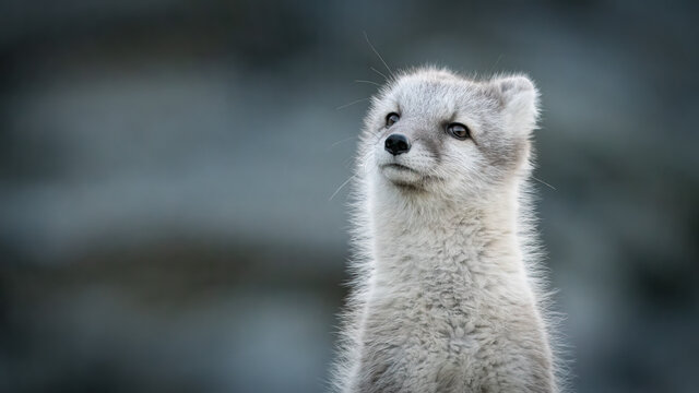 Portrait of arctic fox 