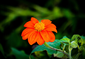 orange flower in the garden