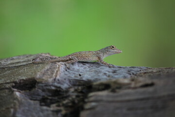 Pequeño Dinosaurio República Dominicana
