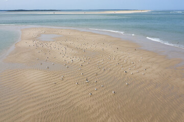 Seagulls sit on a sandy beach on Cape Cod, Massachusetts. This scenic peninsula is a popular summer vacation destination in New England.