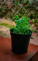 Coriander plant in a pot