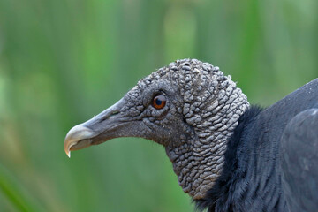 Black vulture (Coragyps atratus) portrait in detail taken in freedom over a wetland