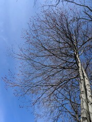 trees and sky