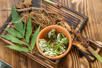 Valeriana roots, leaves and flowers close-up. Collection and harvesting of plant parts for use in...